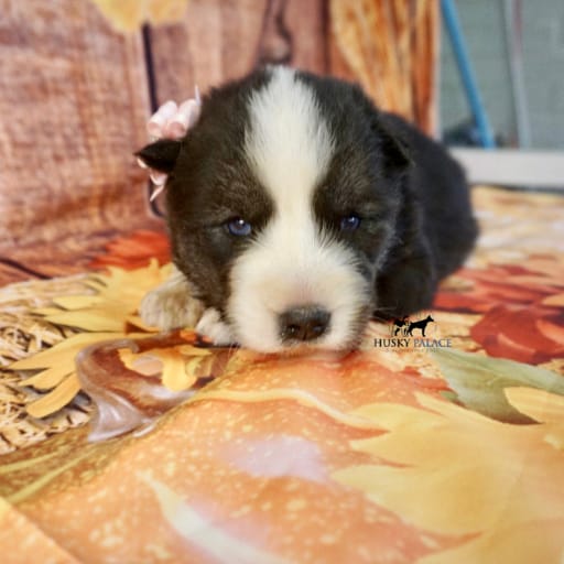AKC Pumpkin 15